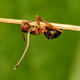A zombie ant infected with the Ophiocordyceps unilateralis fungus.